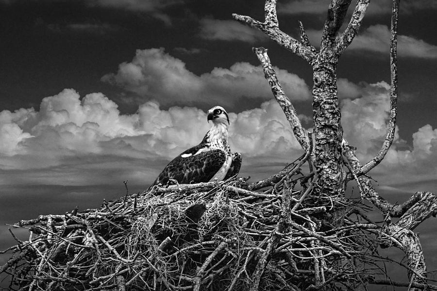 Alert Osprey on its Nest Photograph by Randall Nyhof