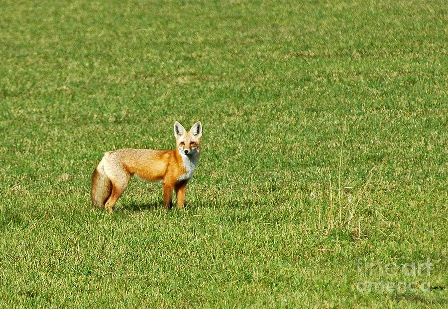 Alert Red Fox Photograph by Cindy Murphy - NightVisions 