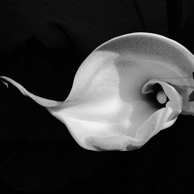 Flower Photograph - #alessandrodematteis, #picoftheday by Alessandro De Matteis