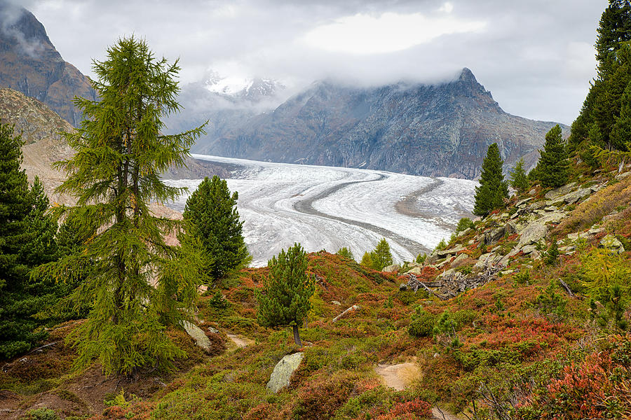 Aletsch Forest and Aletsch Glacier Swiss Alps Switzerland Photograph by Matthias Hauser