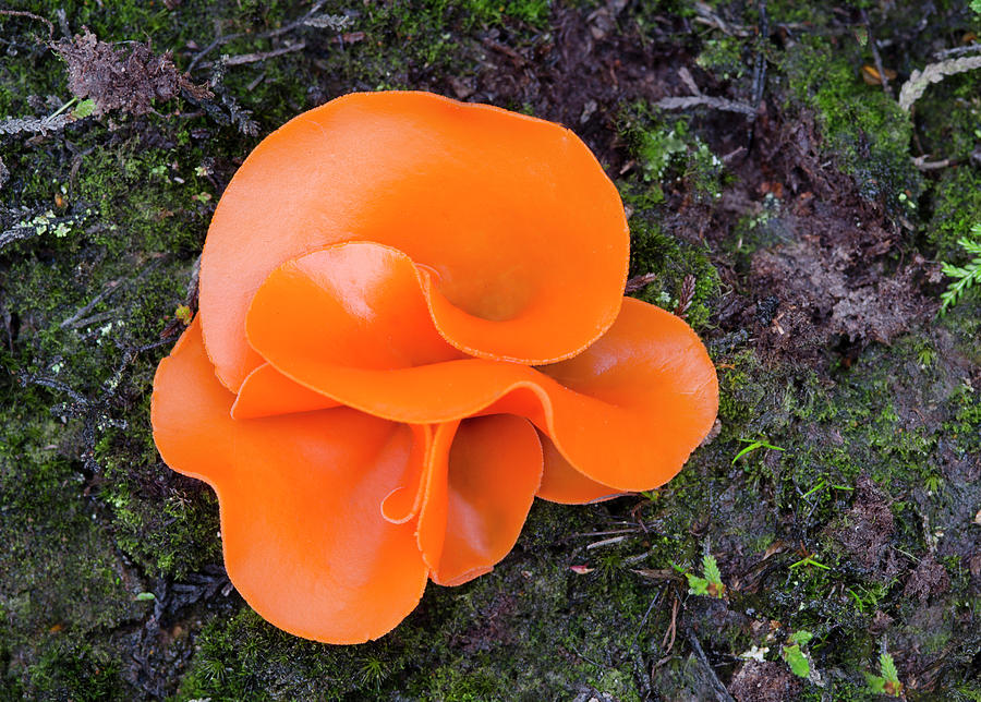 Aleuria Aurantia Fungus Photograph by Nigel Downer - Fine Art America