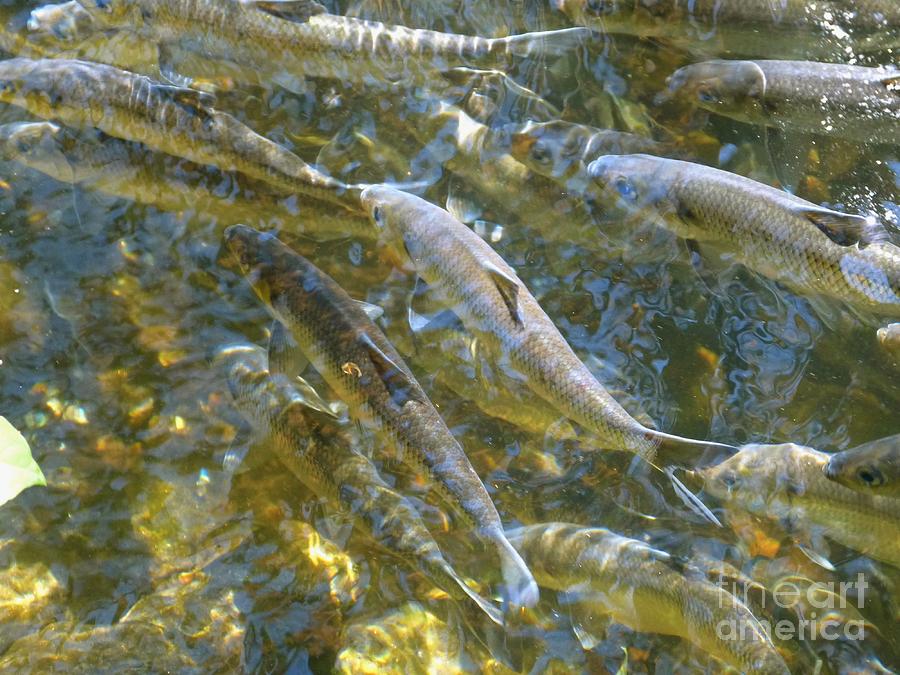 Fish Photograph - Alewife Fish Migration up Damariscotta Mill Ladder by Christine Stack
