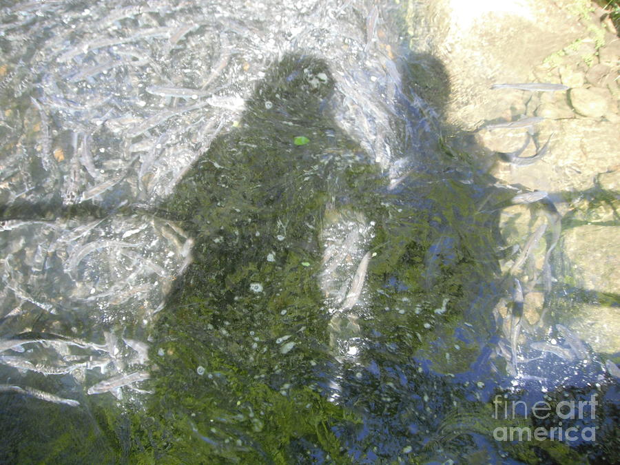 Alewives Shadow Photograph