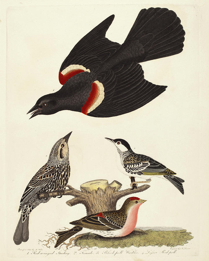 Warbler Drawing - Alexander Lawson After Alexander Wilson, Red-winged by Quint Lox