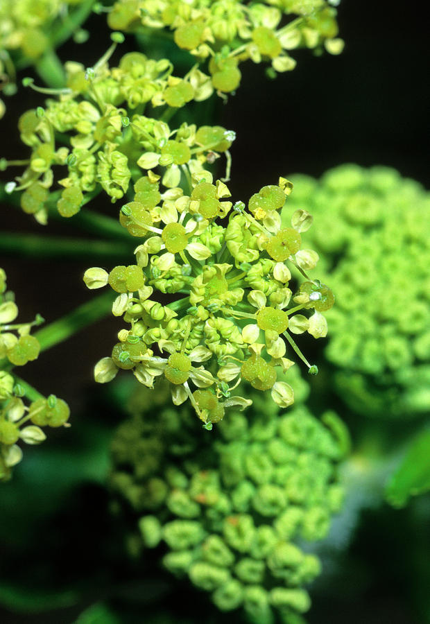 Alexanders (smyrnium Olusatrum) by Science Photo Library