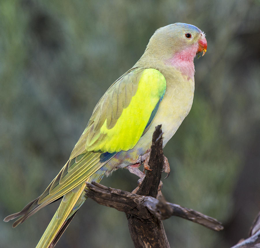 Alexandras Parrot Alice Springs Photograph by D. Parer & E. Parer-Cook