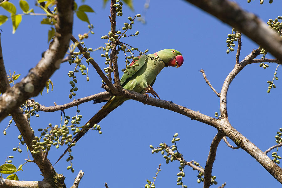 Alexandrine Parakeet  India Photograph by Konrad Wothe
