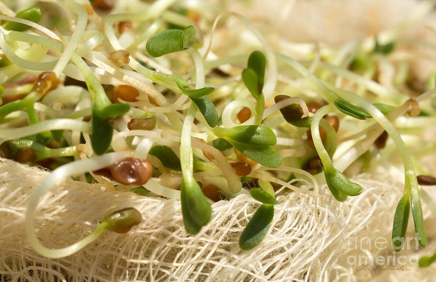Alfalfa Sprouts Photograph by Iris Richardson