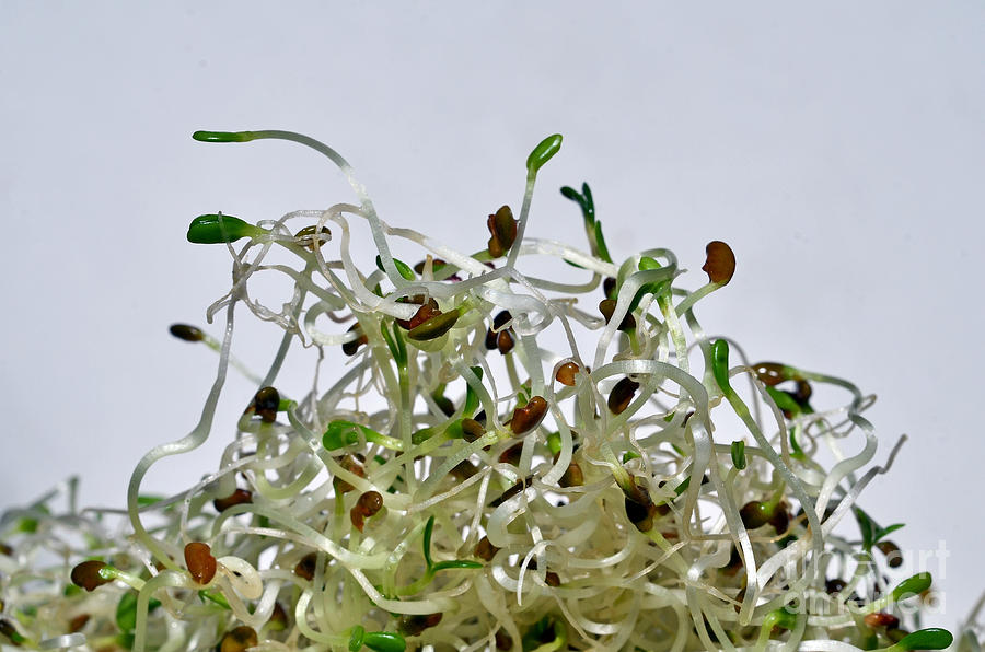 Alfalfa Sprouts Photograph by Laura Mountainspring