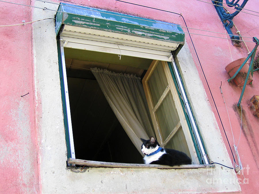 Alfama Cat in Window - Pink House Photograph by Menega Sabidussi