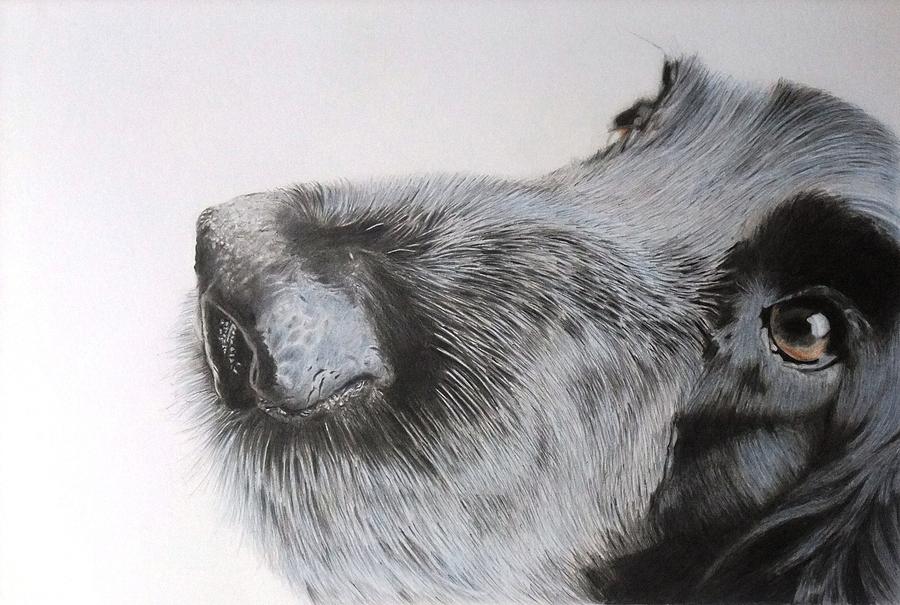 Dog Drawing - Alfie by Mike OConnell