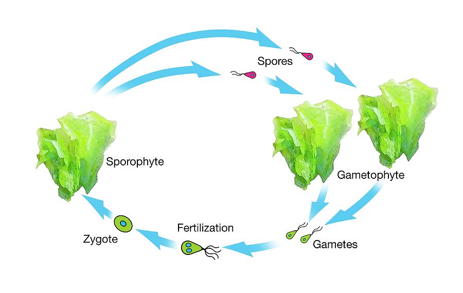 Algae Life Cycle