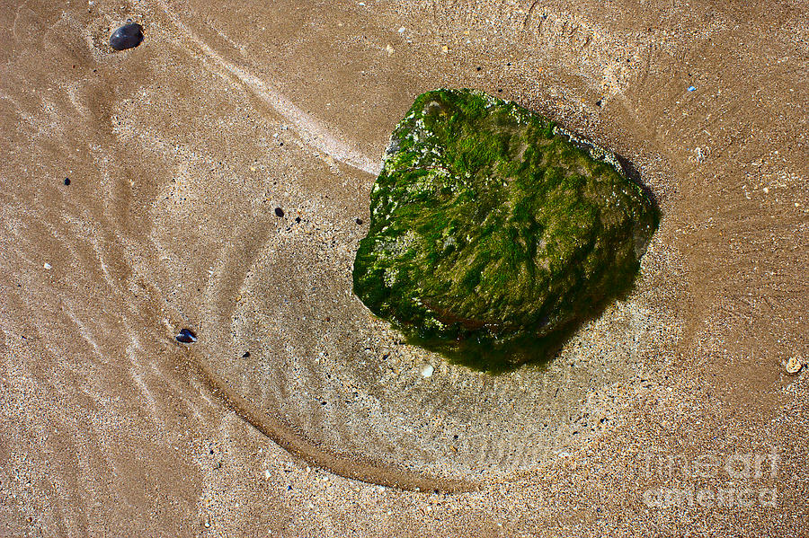Algae and Sand Photograph by Jeremy Hayden