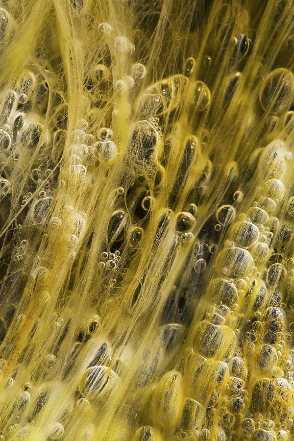 Algae Bubbles in Creek Photograph by Steven Schwartzman