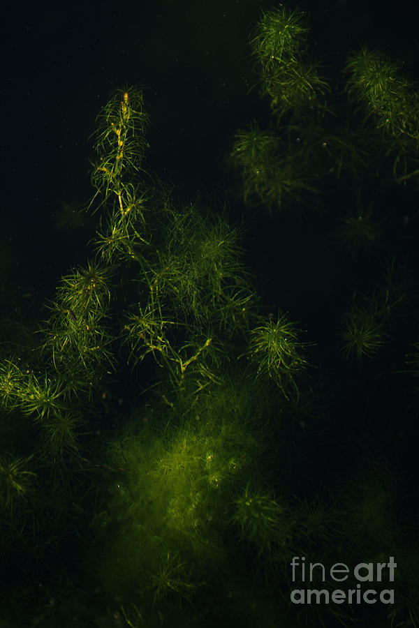 Algae Chlorophyta Photograph by Kiran Joshi