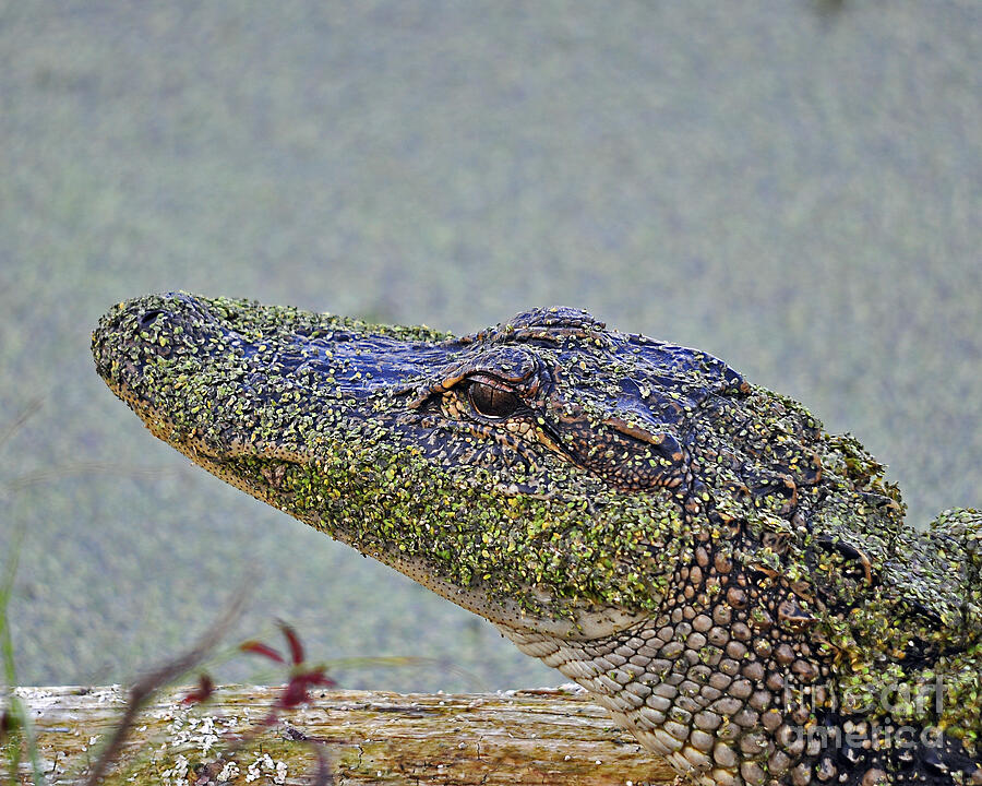 Algae Gator Photograph by Al Powell Photography USA