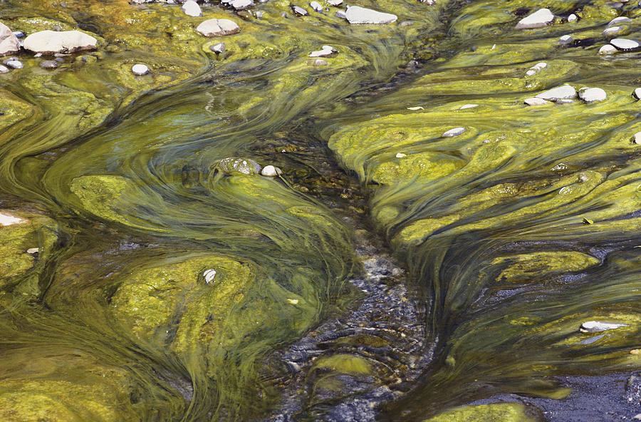 Algae In A Stream Photograph by Thomas And Pat Leeson