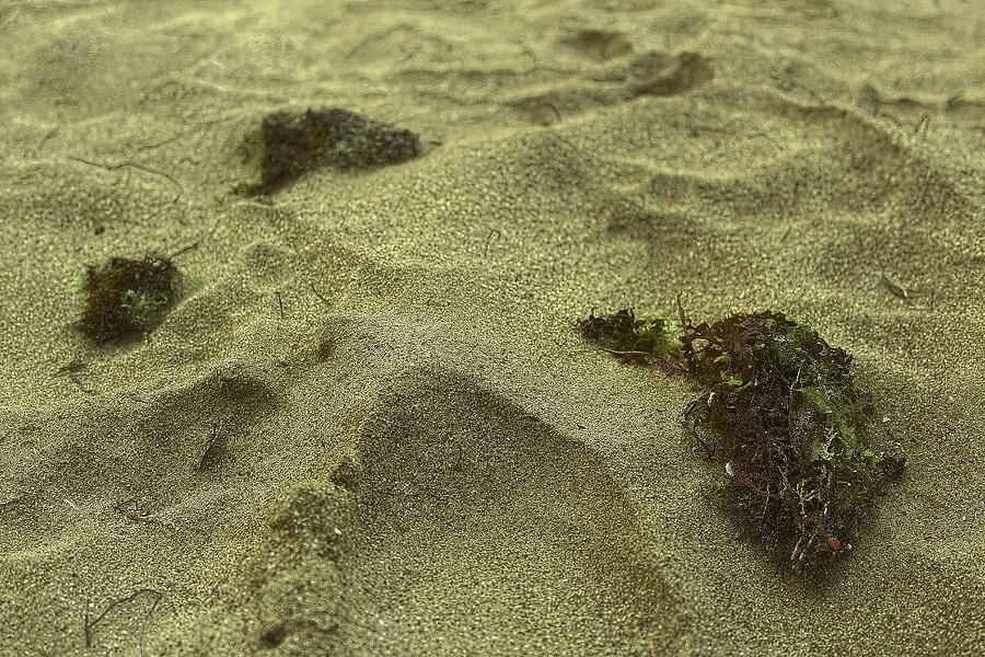 Beach Photograph - Algea Left on the Sand by Sandra Pena de Ortiz