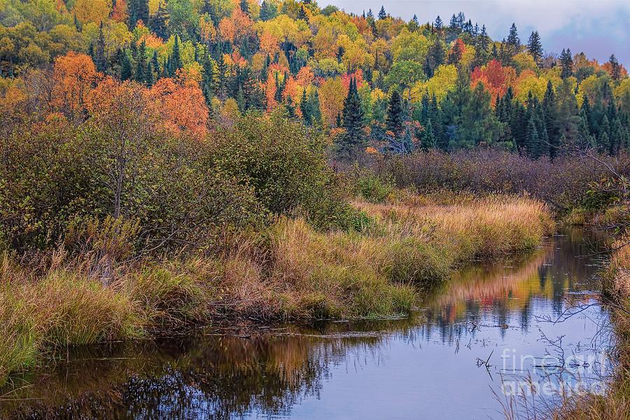Algonquin Autumn Wetland Photograph by Henry Kowalski