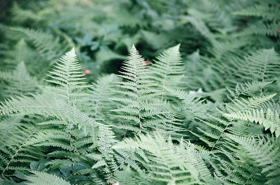 Algonquin Ferns Photograph by David Porteus