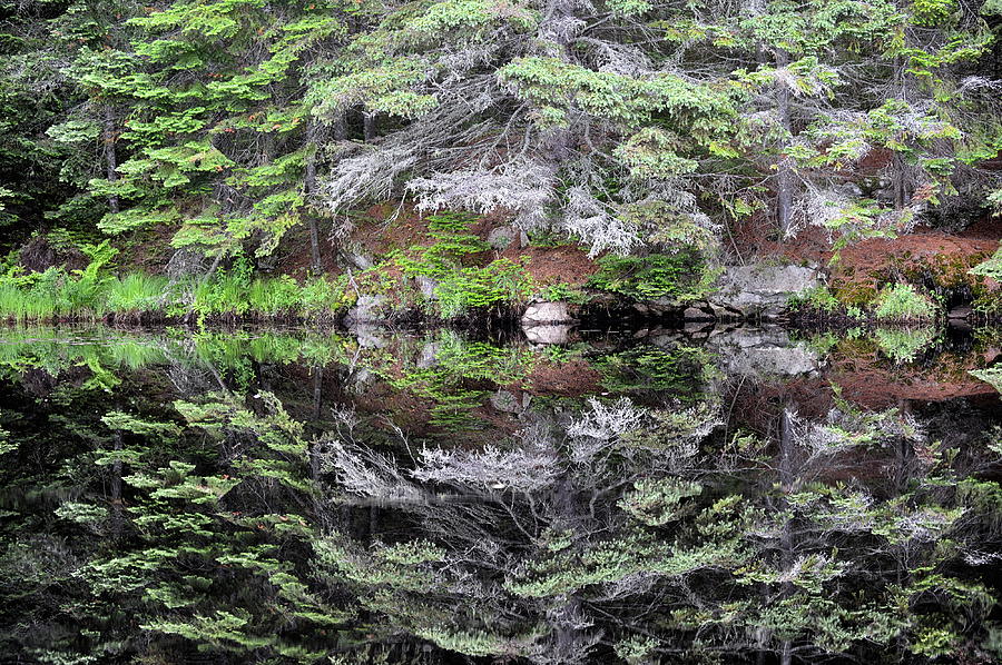 Tree Photograph - Algonquin Mirror by Claudio Bacinello