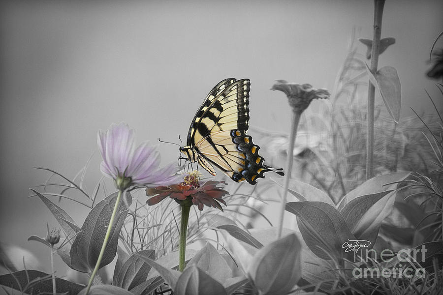 Butterfly Photograph - Alice in WonderLand II by Cris Hayes