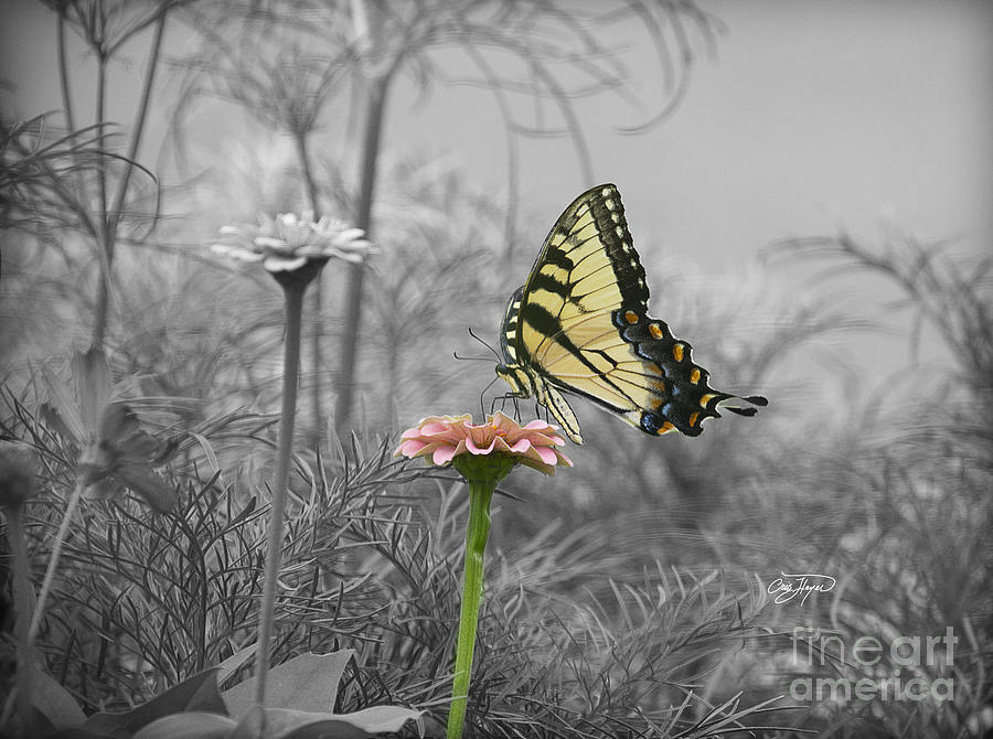 Butterfly Photograph - Alice in Wonderland Redux by Cris Hayes