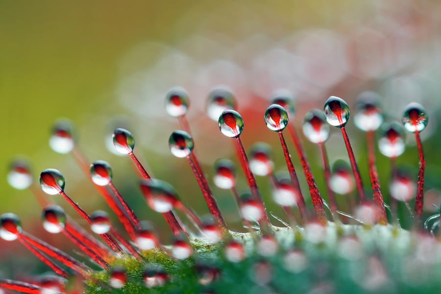 Alice Sundew Hairs Photograph by Alex Hyde - Fine Art America