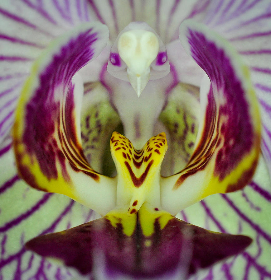 Alien Bird Flower Photograph by Kevin Munro