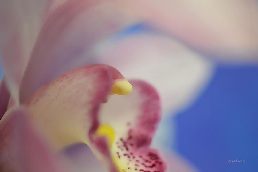 Orchid Photograph - Alien Emerges by Donna Blackhall