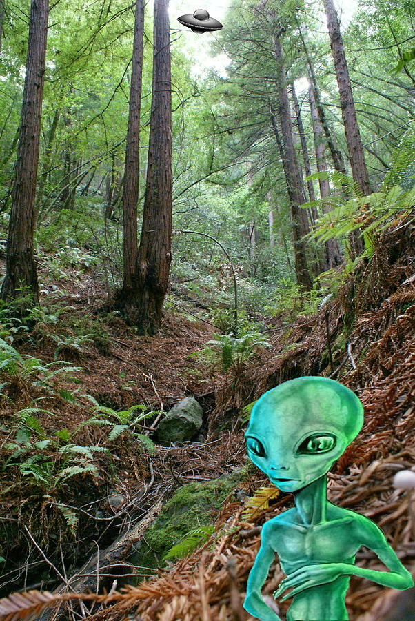 Alien in Redwood Forest Photograph by Ben Upham III