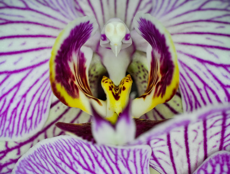 Alien Moth Orchid Photograph by Kevin Munro