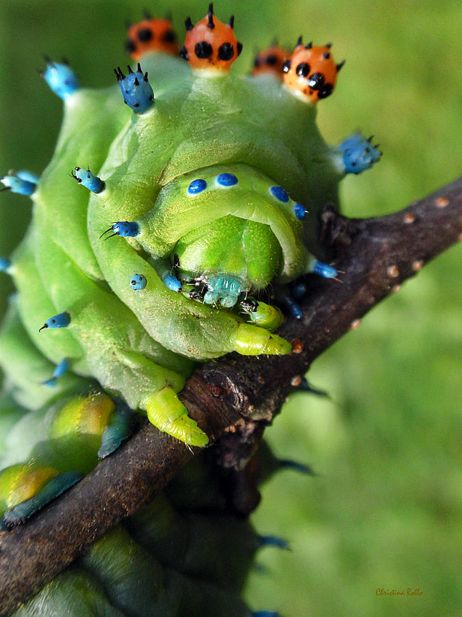 Alien Nature Cecropia Caterpillar Photograph by Christina Rollo