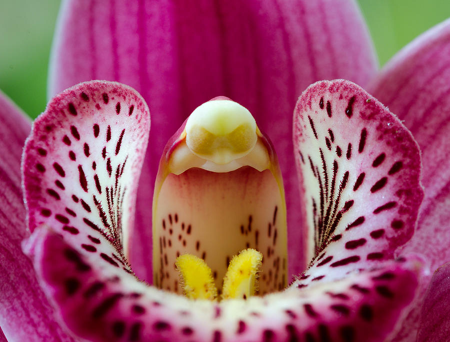 Alien Orchid Photograph by Georgette Grossman