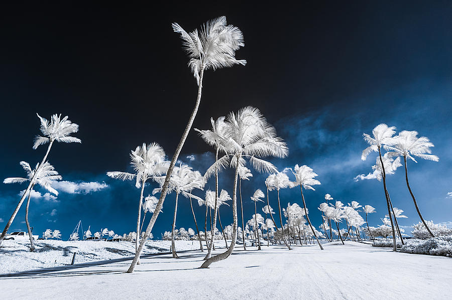 Alien Palm Trees Photograph by Jason Chu