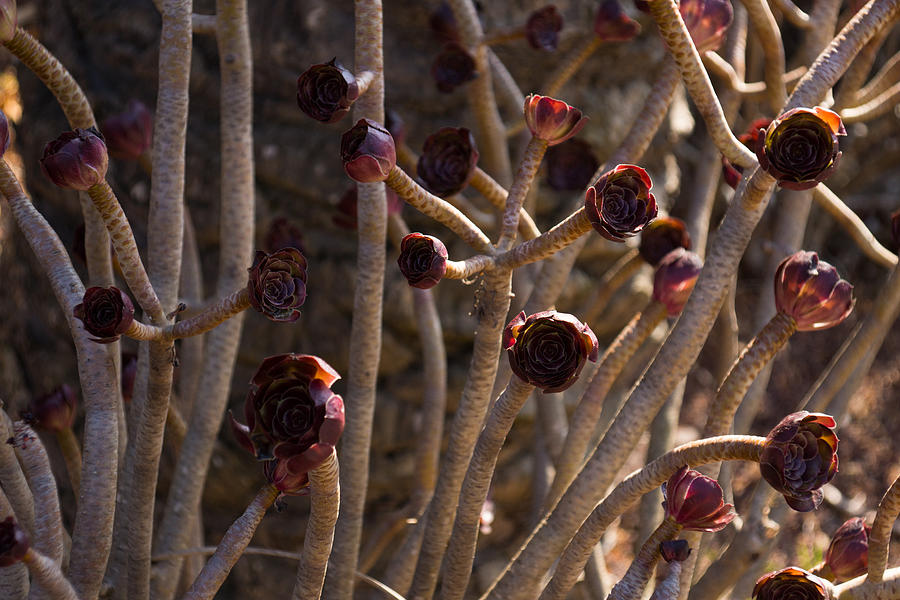 Unique Photograph - Alien Plantlife - Peculiar Succulent Plants With Beautiful Maroon Rosettes by Georgia Mizuleva