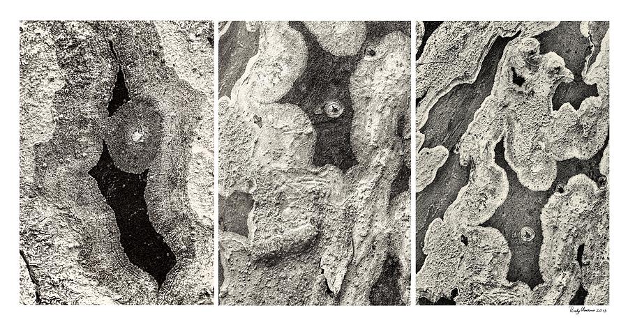 Nature Photograph - Alien Triptych Landscape BW by Rudy Umans
