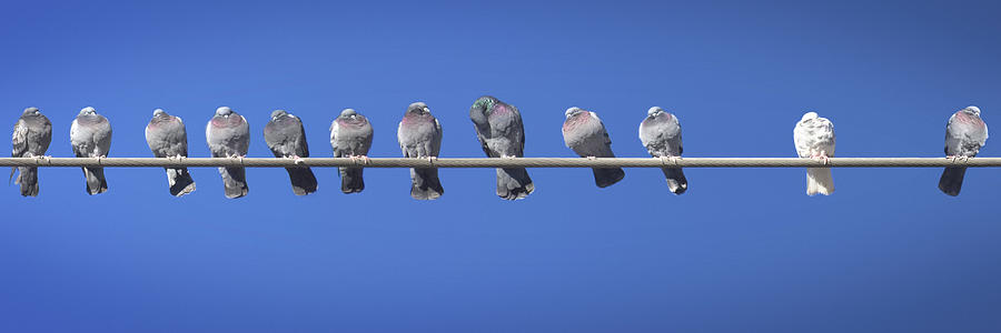 Bird Photograph - Alienation by Mike McGlothlen