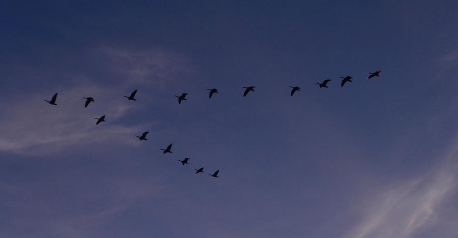 Geese Photograph - Aliens Among Us by Mr Other Me Photography DanMcCafferty
