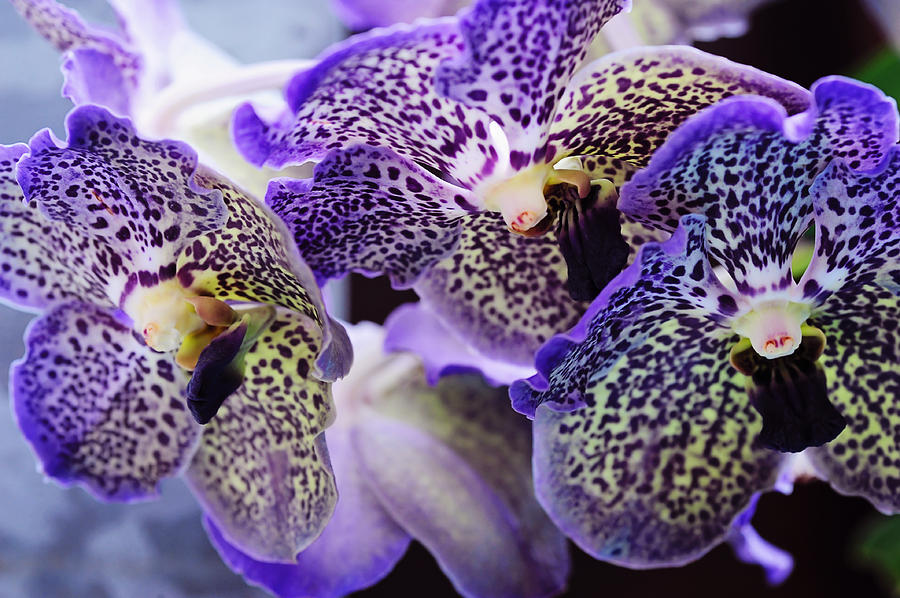 Aliens. Orchids from Keukenhof. Netherlands Photograph by Jenny Rainbow
