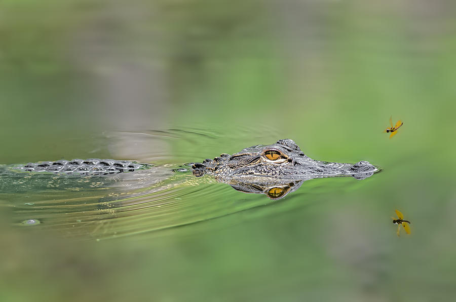 Alligator #7 Photograph by Peter Lakomy