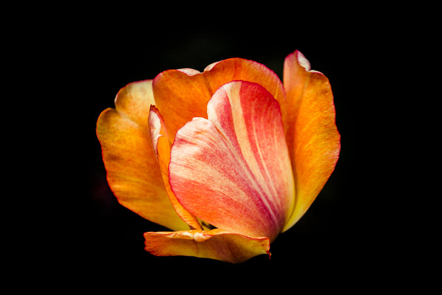 Tulip Photograph - Alive by Sara Frank