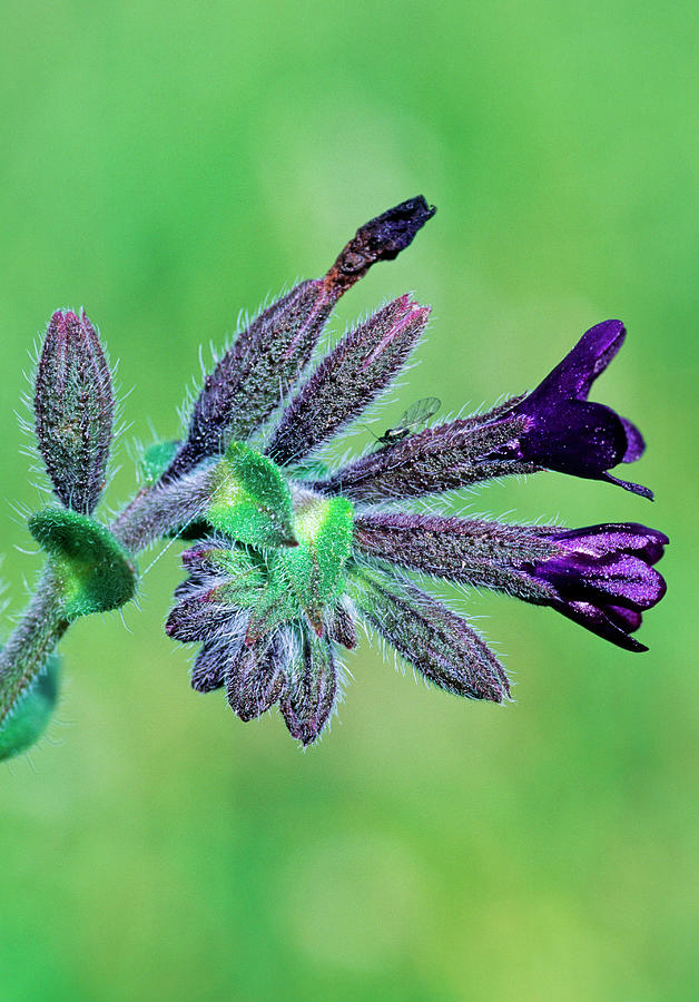 Alkanet (anchusa Officinalis) Photograph by Bruno Petriglia/science ...