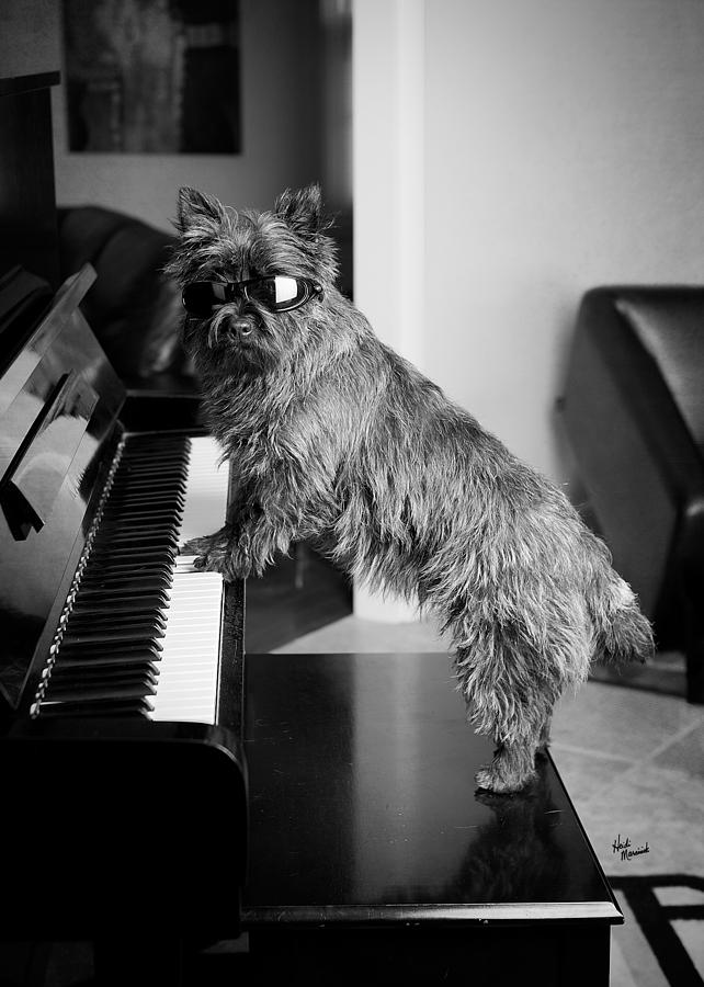 Cairn Terrier Photograph - All About The Blues by Heidi Marcinik Cairn Terrier Photograph - All About The Blues by Heidi Marcinik