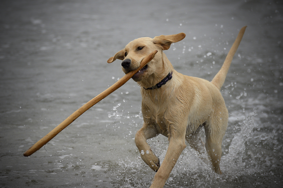Dog Photograph - All About the Stick by Loree Johnson
