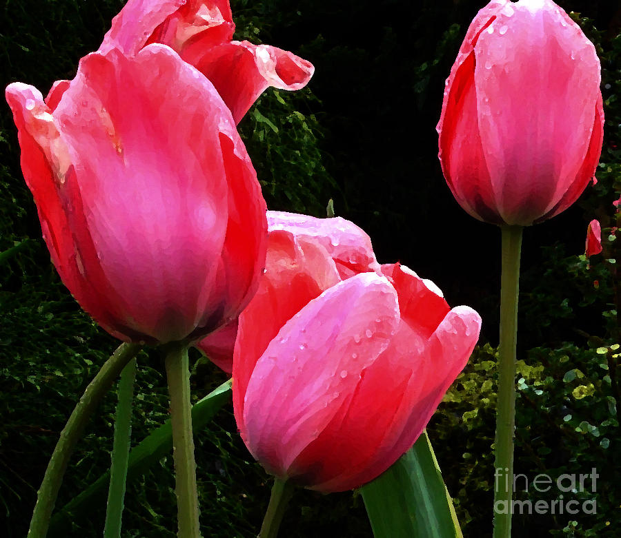 Tulip Photograph - All About Tulips Victoria by Glenna McRae
