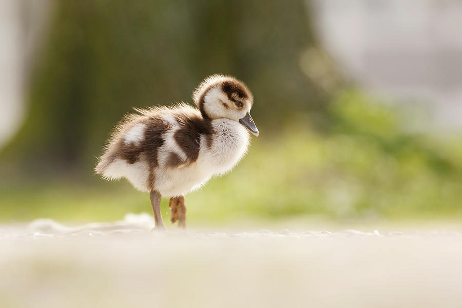 Spring Photograph - All Alone - Egyptean Gosling and a Tree by Roeselien Raimond