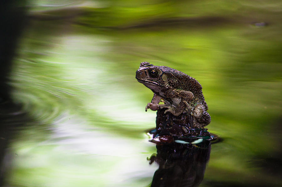 All Alone Photograph by Suman Sengupta - Fine Art America