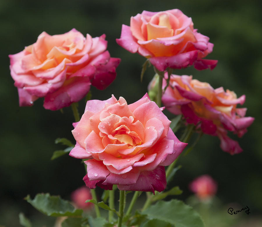 All-America Roses Photograph by Penny Lisowski