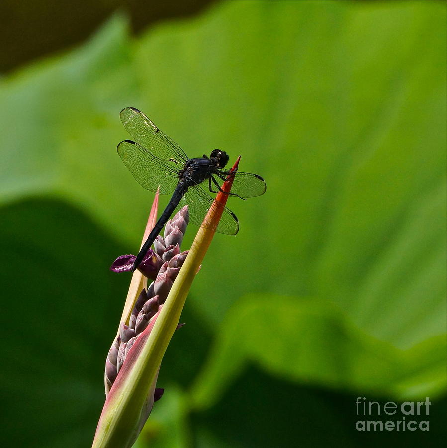 All Black Ninja Dragonfly  Photograph by Byron Varvarigos